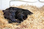 62214-beefondairy-edgar.jpg