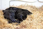 62214-beefondairy-edgar.jpg