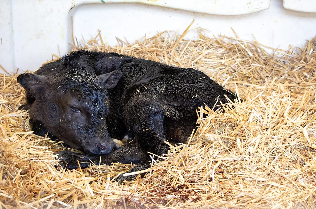 62214-beefondairy-edgar.jpg