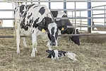 62252-bringhenti-cow-calf.jpg