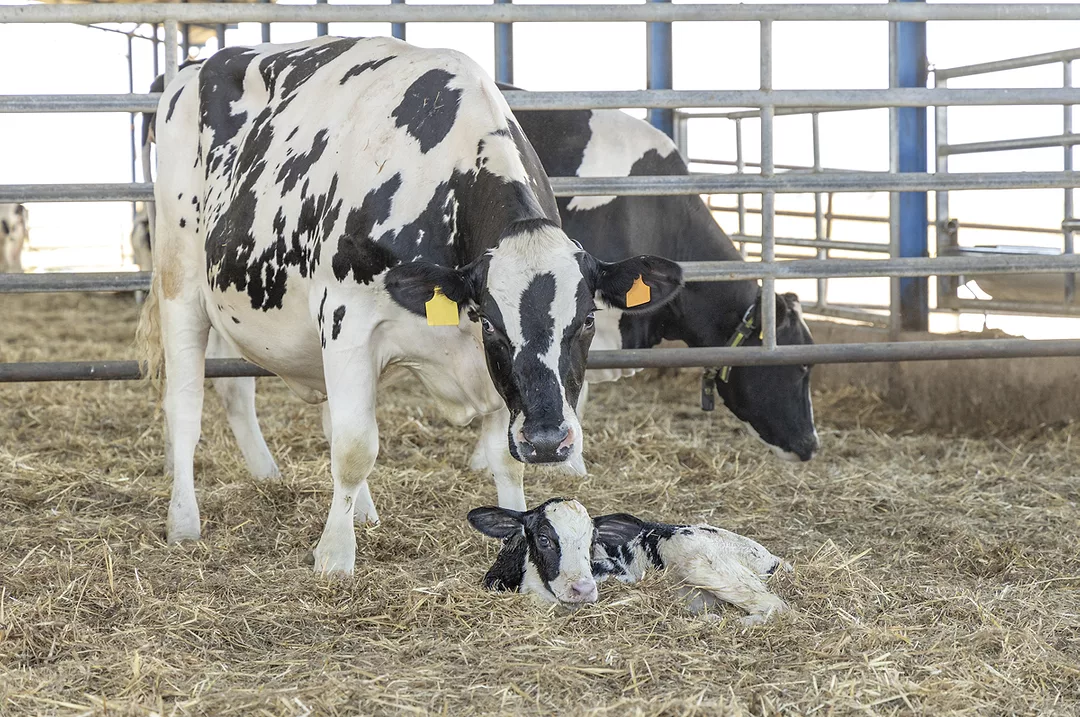 62252-bringhenti-cow-calf.jpg