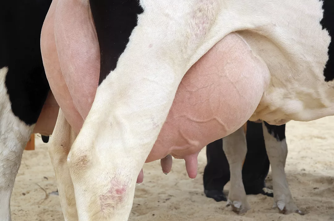 62253-williamson-udder.jpg