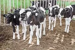 62223-levesque-calves-dixon.jpg