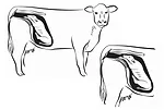 62262-derksen-anterior.jpg
