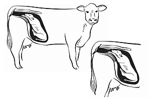 62262-derksen-anterior.jpg