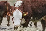 62272-wilke-bull-marchant.jpg