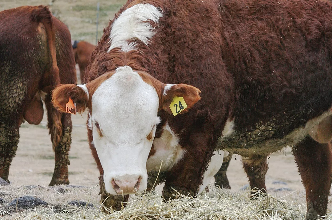 62272-wilke-bull-marchant.jpg