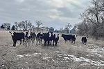 62287-kern-lunbery-winter-grazing-dry-year.jpg
