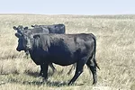 62306-cooper-Cows2-Hugh.jpg