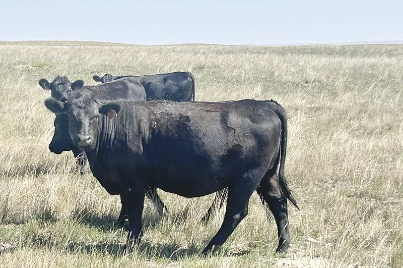 62306-cooper-Cows2-Hugh.jpg