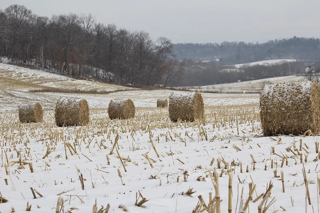 62261-sawyer-Corn-stalks-in-snow.jpg
