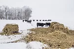 62298-eclerle-cowc-eating-winter-getty.jpg