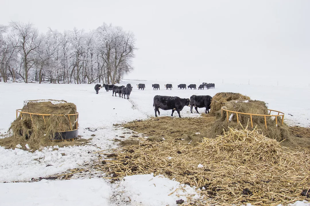 62298-eclerle-cowc-eating-winter-getty.jpg