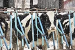 62315-royer-cattle-winter.jpg
