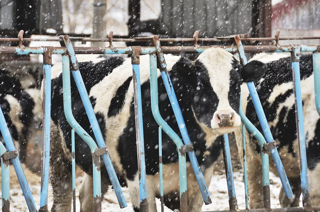 62315-royer-cattle-winter.jpg