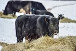 62326-wyffels-calf-eating.jpg