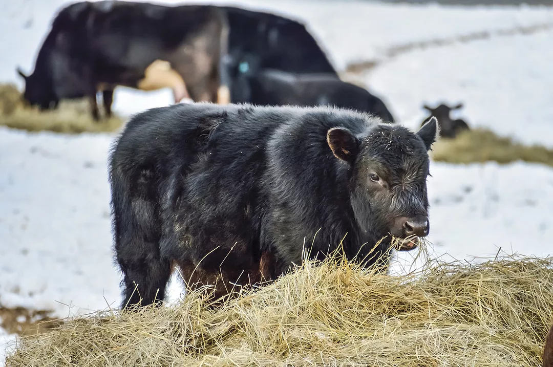 62326-wyffels-calf-eating.jpg