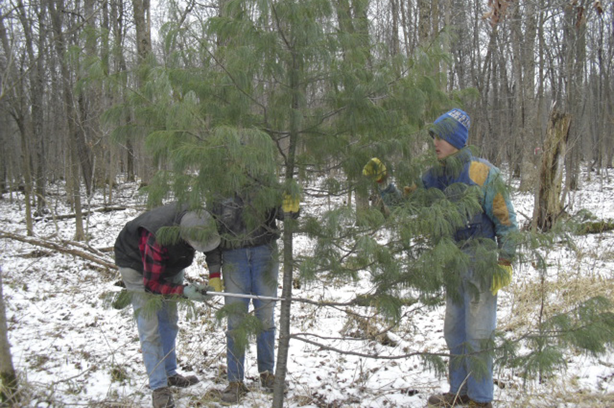 62338-heck-cut-tree.jpg