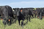 62364-mendel-cattle-2.jpg