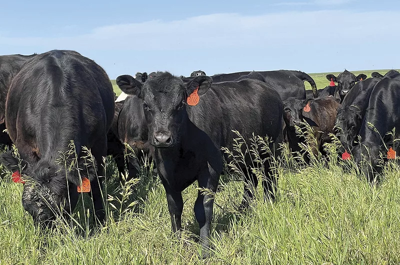 62364-mendel-cattle-2.jpg