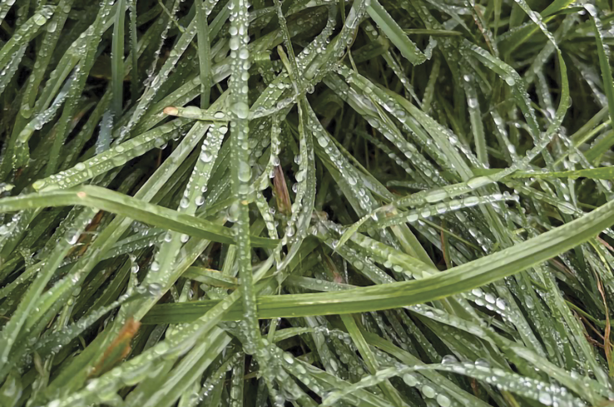 62378-kern-grass.jpg