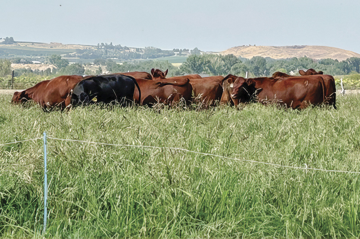 62398-jensen-december-electricfencegrazing.jpg