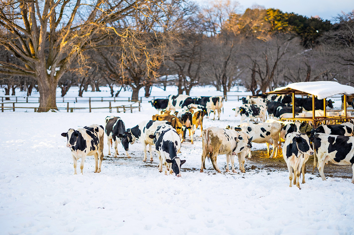 62403-jones-cowsinsnow.jpg