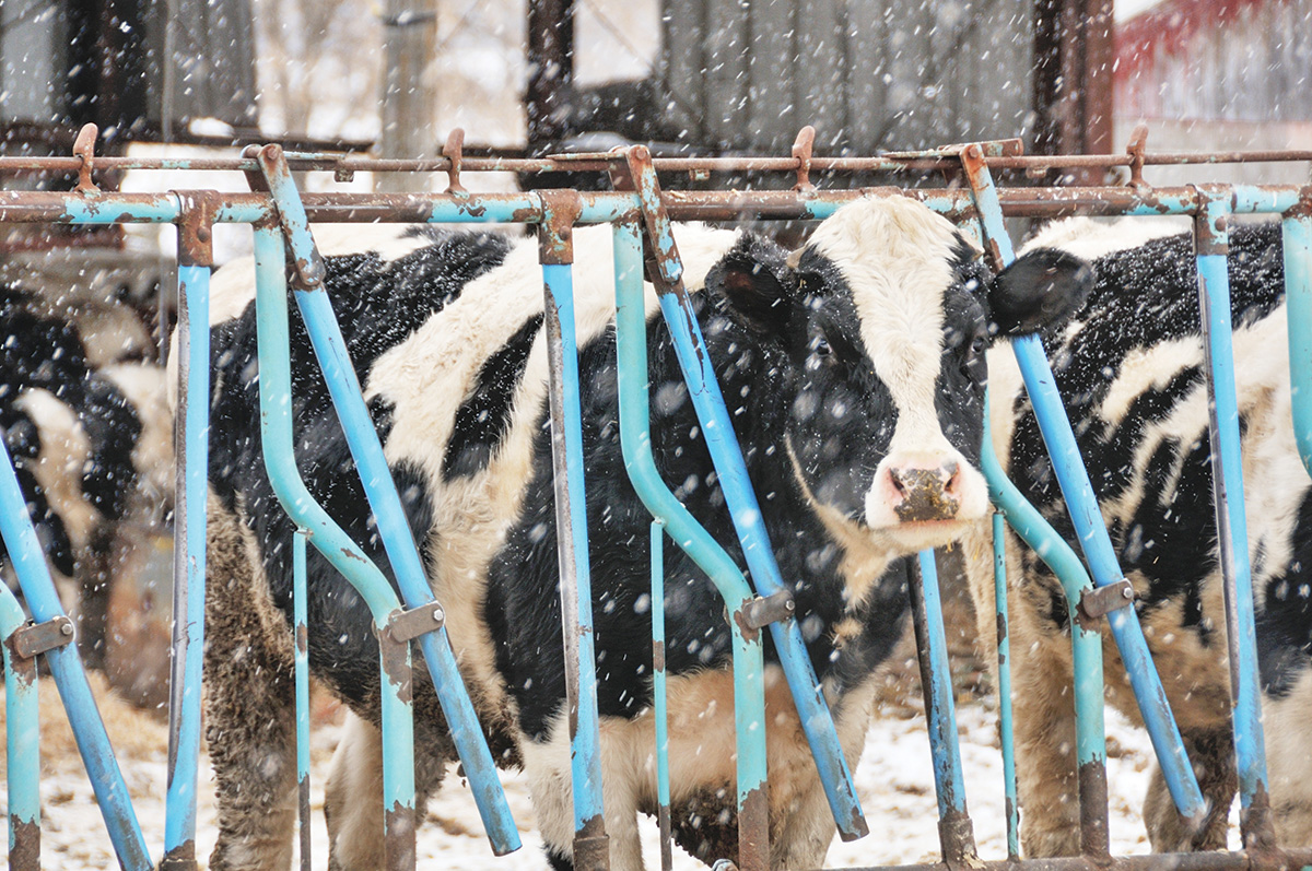 62403-jones-feedingcows.jpg