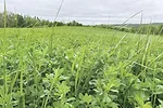 1925pd-forage-lawrence-1.jpg