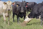 62421-omeara-salt-lick.jpg