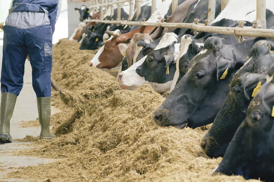 62443-carlson-feed-bunk.getty.jpg