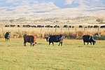 62424-cooper-cattle-veselka.jpg