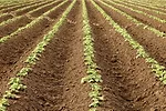 62451-etienne-potato.jpg