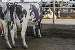 62460-leblanc-dixon.jpg