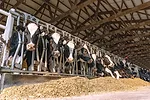 62476-feldner-1.jpg