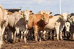 62493-heldt-feedlot-tmarchant.jpg