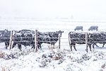 62494-bryant-snow-dixon.jpg
