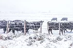 62494-bryant-snow-dixon.jpg
