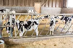62502-louder-calves.jpg