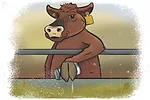 62505-lane-salt.jpg