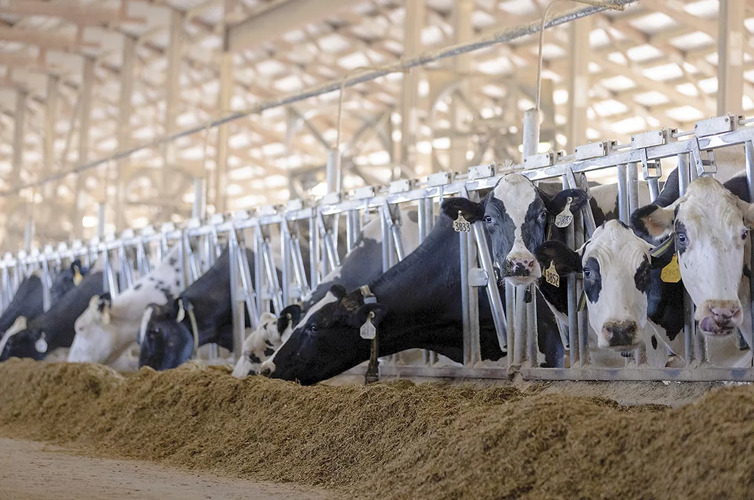 62513-boyle-zoetis-dairywellness.jpg
