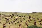 62524-thomas-veseth-ranch-7.jpg