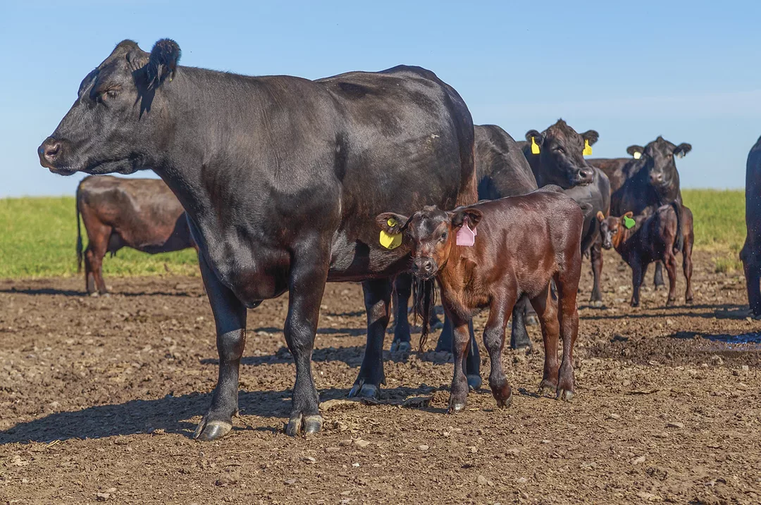 62530-derksen-blackcow-calf.jpg