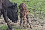 62531-derksen-cow-calf.jpg