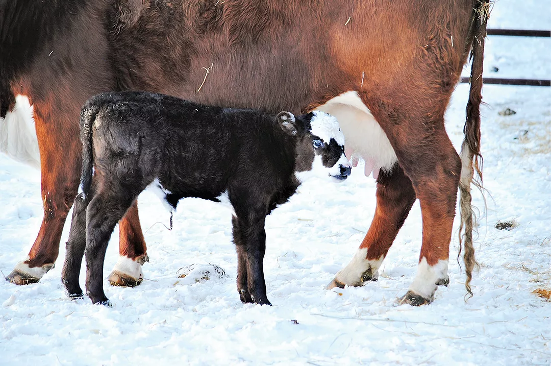 62532-eidsvik-calf-getty.jpg