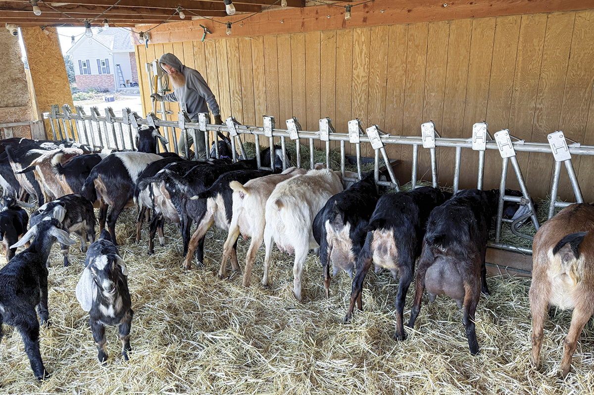 62583-kern-lunbery-feeder.jpg