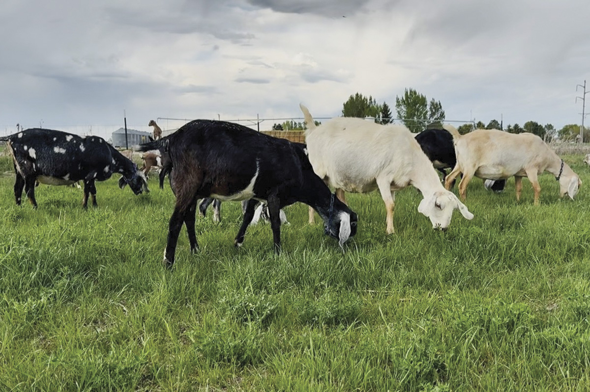 62583-kern-lunbery-grazing-2025.jpg