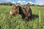 62583-kern-lunbery-grazing-idaho.jpg