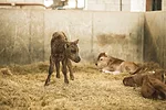 62557-Immucell-TURLOCK-CALF.jpg