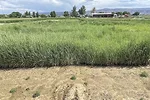 62587-cabot-2023-planted-Kernza-060125-Zone-36.jpg